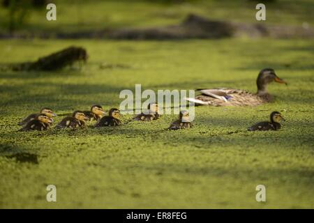 Canard colvert Banque D'Images