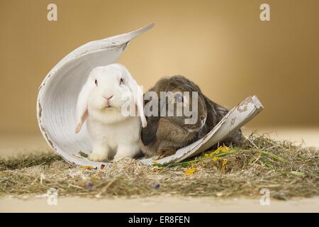 lapins Banque D'Images