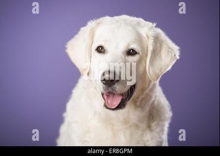 Portrait de Kuvasz Banque D'Images