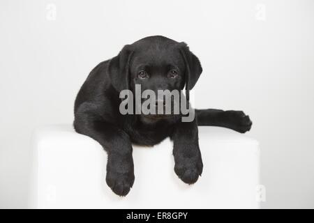 Labrador Retriever chiot Banque D'Images