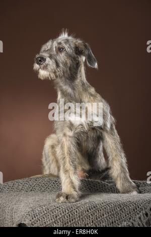 Les jeunes Irlandais Banque D'Images