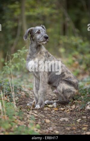 Les jeunes Irlandais Banque D'Images
