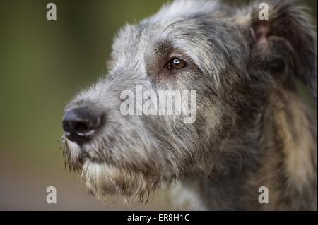 Les jeunes Irlandais Banque D'Images