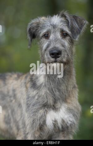 Les jeunes Irlandais Banque D'Images