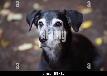 Labrador Retriever Portrait Banque D'Images