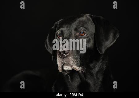 Labrador Retriever Portrait Banque D'Images