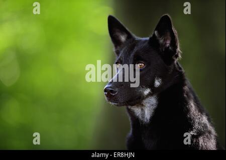 Lapponian Portrait Herder Banque D'Images