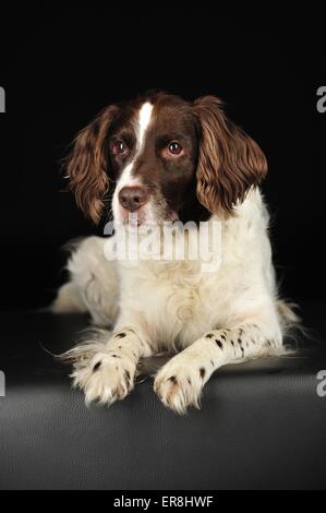 Situé grand epagneul de chien Banque D'Images