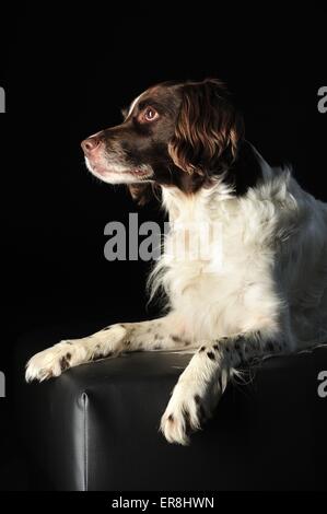 Situé grand epagneul de chien Banque D'Images