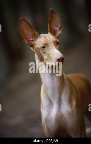 Portrait De Pharaon Hound Banque D'Images