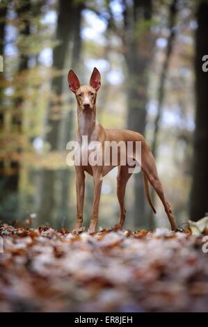 Pharaon Hound permanent Banque D'Images