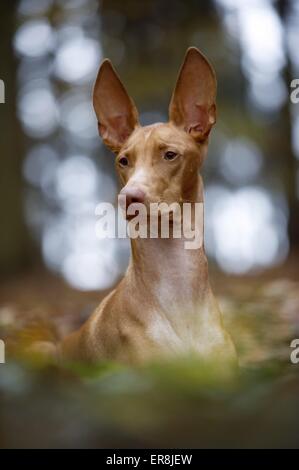 Portrait De Pharaon Hound Banque D'Images