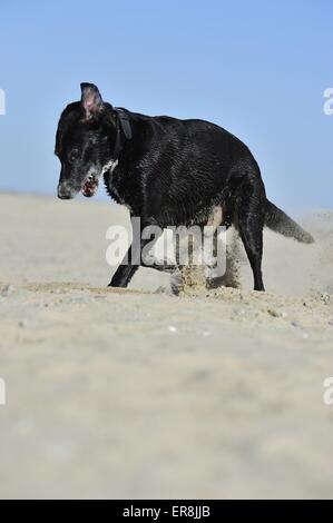 Creuser Labrador-Shepherd winterlore Banque D'Images