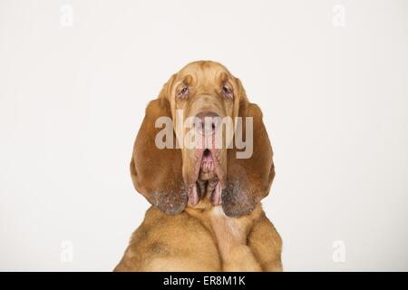 Portrait Bloodhound Banque D'Images