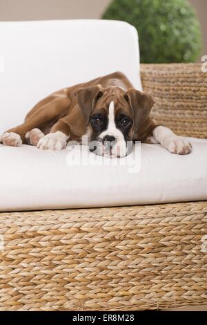 Chiot Boxer allemand Banque D'Images