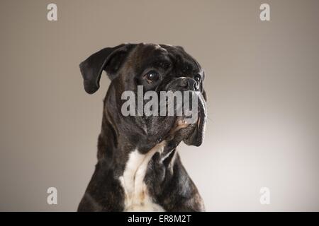 Portrait boxeur allemand Banque D'Images