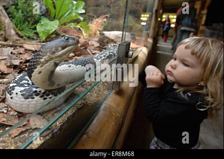 Zoo de Plzen, République tchèque. 29 mai, 2015. Petite fille watches (Naja siamensis) dans l'exposition de la la plupart des serpents venimeux appelé royaume de poison dans le zoo de Plzen, République tchèque, le 29 mai 2015. (Photo/CTK Pavel Nemecek) Credit : CTK/Alamy Live News Banque D'Images