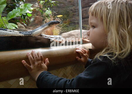 Zoo de Plzen, République tchèque. 29 mai, 2015. Petite fille watches (Naja siamensis) dans l'exposition de la la plupart des serpents venimeux appelé royaume de poison dans le zoo de Plzen, République tchèque, le 29 mai 2015. (Photo/CTK Pavel Nemecek) Credit : CTK/Alamy Live News Banque D'Images