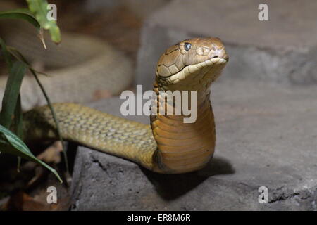 Zoo de Plzen, République tchèque. 29 mai, 2015. Cobra royal (Ophiophagus hannah) est vu dans l'exposition de la la plupart des serpents venimeux appelé royaume de poison dans le zoo de Plzen, République tchèque, le 29 mai 2015. (Photo/CTK Pavel Nemecek) Credit : CTK/Alamy Live News Banque D'Images