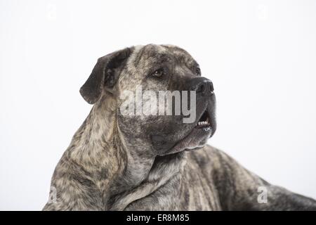 Cane Corso Portrait Banque D'Images