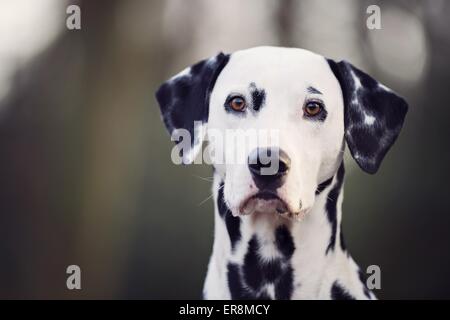 Portrait de Dalmatie Banque D'Images