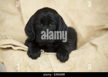 Flat Coated Retriever Puppy Banque D'Images