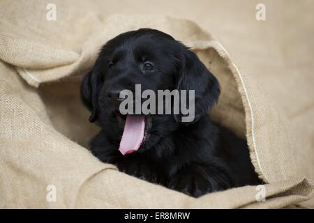 Flat Coated Retriever Puppy Banque D'Images