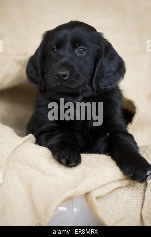 Flat Coated Retriever Puppy Banque D'Images