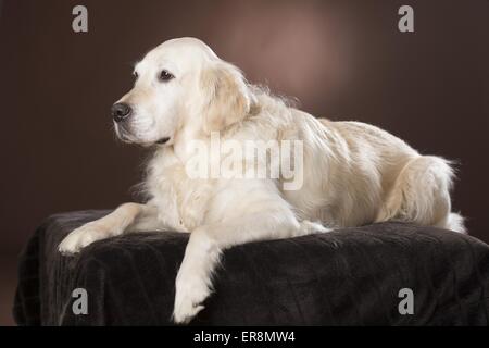 Golden Retriever couché Banque D'Images