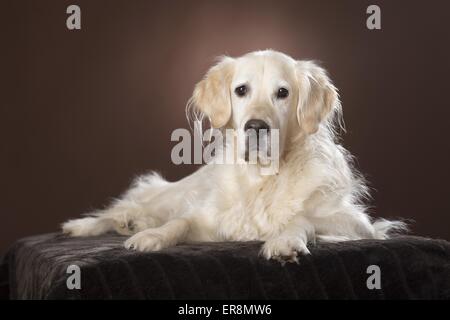 Golden Retriever couché Banque D'Images