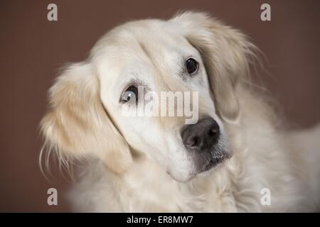 Golden Retriever Portrait Banque D'Images