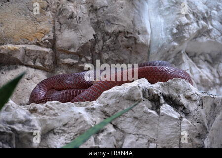 Zoo de Plzen, République tchèque. 29 mai, 2015. Crachant rouge (Naja pallida) est vu dans l'exposition de la la plupart des serpents venimeux appelé royaume de poison dans le zoo de Plzen, République tchèque, le 29 mai 2015. (Photo/CTK Pavel Nemecek) Credit : CTK/Alamy Live News Banque D'Images