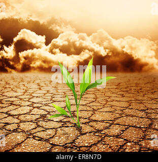Green plant growing trough dead soil Banque D'Images