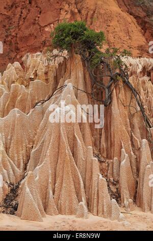 Tsingy Rouges savent également comme Tsingy Rouges qui sont des formations rocheuses près de Antsiranana (Diego-Suarez), l'île de Madagascar, Afrique Banque D'Images