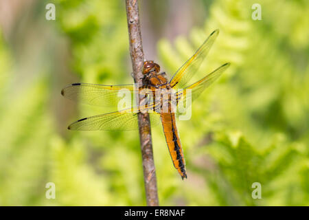 Rares Libellula fulva - Chaser Banque D'Images