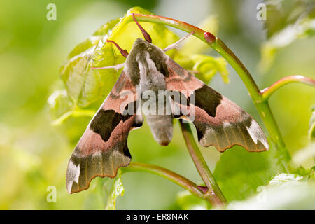 Hawk-moth Lime - Mimas tiliae Banque D'Images