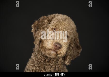 Portrait caniche géant Banque D'Images