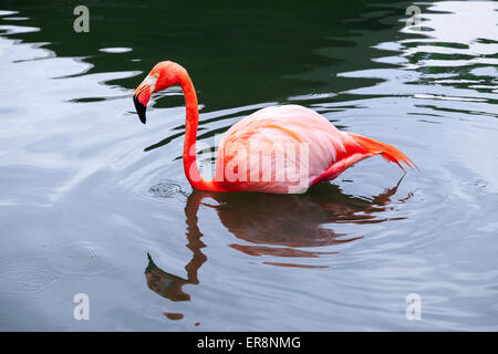 Flamant rose marche dans l'eau avec des réflexions Banque D'Images