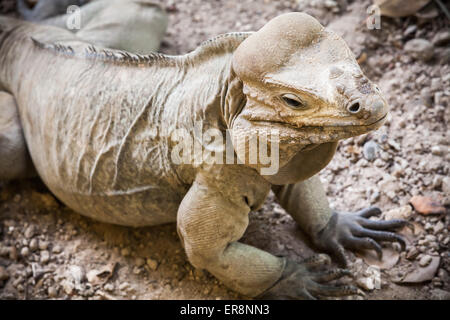 Iguane rhinocéros, un lézard de la famille des Iguanidae, photo à mise au point sélective et peu profondes 6 Banque D'Images