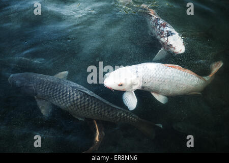 Groupe des grands carps flotte dans l'eau bleue, photo stylisé bleu avec filtre tonal, selective focus et peu profondes 6 Banque D'Images