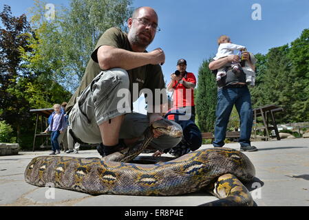 Zoo de Plzen, République tchèque. 29 mai, 2015. François Marie Algoud Ondrej gardien présente python reticulatus au cours de l'ouverture de l'exposition de la la plupart des serpents venimeux appelé royaume de poison dans le zoo de Plzen, République tchèque, le 29 mai 2015. Python est nonvenomous serpent, il appartient à la famille des stranglers. (Photo/CTK Pavel Nemecek) Credit : CTK/Alamy Live News Banque D'Images