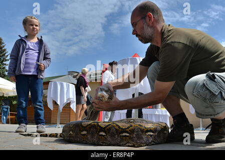 Zoo de Plzen, République tchèque. 29 mai, 2015. François Marie Algoud Ondrej gardien présente python reticulatus au cours de l'ouverture de l'exposition de la la plupart des serpents venimeux appelé royaume de poison dans le zoo de Plzen, République tchèque, le 29 mai 2015. Python est nonvenomous serpent, il appartient à la famille des stranglers. (Photo/CTK Pavel Nemecek) Credit : CTK/Alamy Live News Banque D'Images