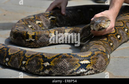 Zoo de Plzen, République tchèque. 29 mai, 2015. Python reticulatus est perçu au cours de l'ouverture de l'exposition de la la plupart des serpents venimeux appelé royaume de poison dans le zoo de Plzen, République tchèque, le 29 mai 2015. Python est nonvenomous serpent, il appartient à la famille des stranglers. (Photo/CTK Pavel Nemecek) Credit : CTK/Alamy Live News Banque D'Images