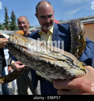 Zoo de Plzen, République tchèque. 29 mai, 2015. De gauche Directeur du Zoo de Plzen Pilsen et Jiri Travnicek Zrzavecky maire Martin watch python reticulatus au cours de l'ouverture de l'exposition de la la plupart des serpents venimeux appelé royaume de poison dans le zoo de Plzen, République tchèque, le 29 mai 2015. Python est nonvenomous serpent, il appartient à la famille des stranglers. (Photo/CTK Pavel Nemecek) Credit : CTK/Alamy Live News Banque D'Images