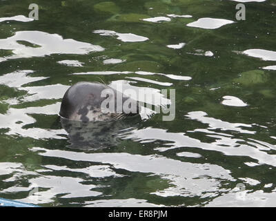 phoque commun Banque D'Images
