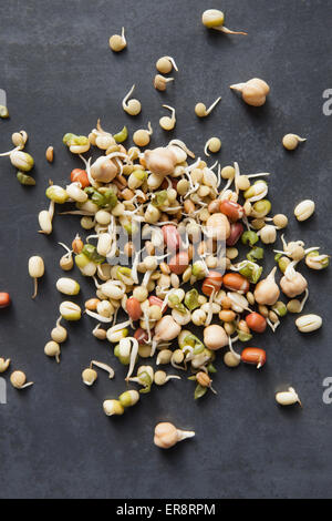 Portrait de divers germes de haricots sur la table Banque D'Images