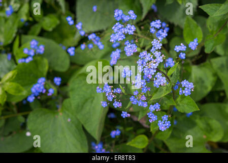 Brunnera macrophylla avec les chefs de petites fleurs bleu vif au printemps. Banque D'Images