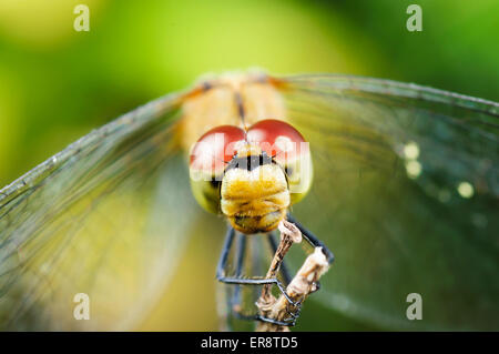 Libellule de la tête. Fond naturel brouillée, close-up, macro. Banque D'Images