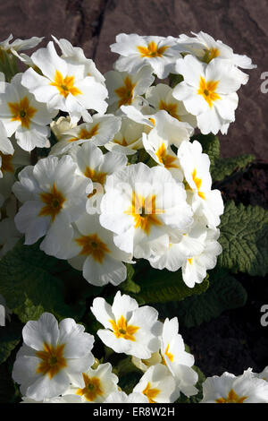 PRIMULA CRESCENDO. Banque D'Images