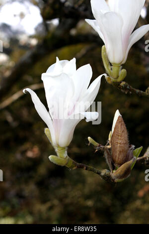 MAGNOLIA DENUDATA. Arbre généalogique de Lily. YULAN. Banque D'Images